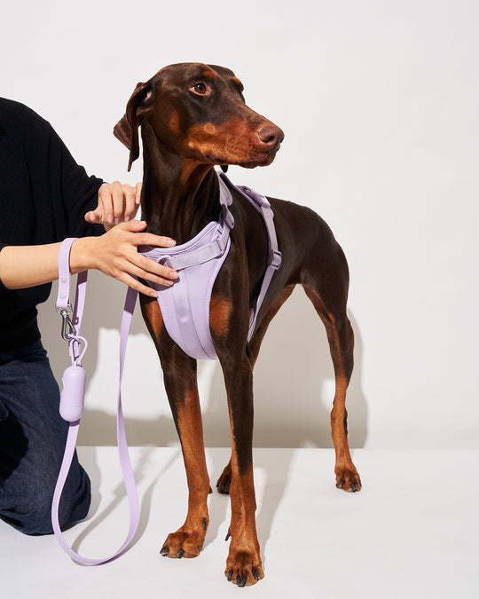 Common Lilac Harness – Paw Mint